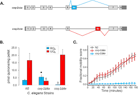 View ratings, photos, and more. Alternative Splicing Of Coq 2 Controls The Levels Of Rhodoquinone In Animals Elife