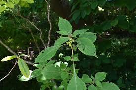 Image result for Brucea