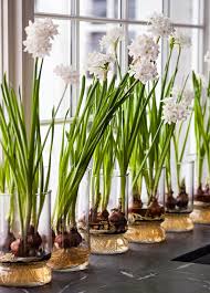 How To Force Paperwhites In 2020 Bulb Flowers Paperwhites Container Garden Design