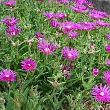 Image result for Lampranthus spp.
