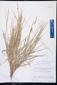 Image result for Sporobolus agrostoides