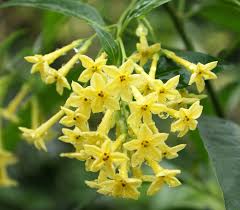 Image result for Cestrum × cultum