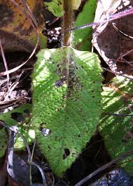 Image result for Monactinocephalus