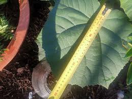 Need help, roughly idea Can it be Physalis peruviana