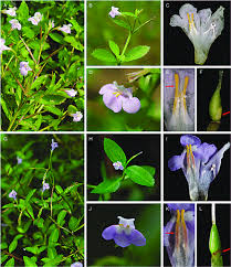 Image result for Linderniella pusilla