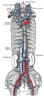 Internal Thoracic Vein