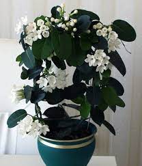 Fotos Do Produto Jasmine Plant Indoor Jasmine Plant Fragrant Plant