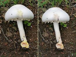 Image result for z p%u0159ednice jedovat 