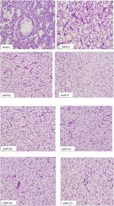 Growth And Metabolic Responses Of Juvenile Largemouth Bass Micropterus Salmoides To Dietary Vitamin C Supplementation Levels Sciencedirect