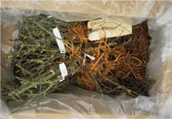 How do i root rose of sharon? Selecting Rose Plants Our Rose Garden University Of Illinois Extension