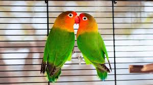 Image result for parrot