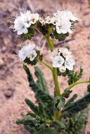 Image result for Cephalaria integrifolia
