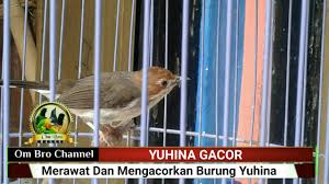 Anda dapat melakukan tes dna di laboratorium dengan biaya yang cukup mahal. Burung Yuhina Gacor Full Tembakan Cocok Buat Masteran By Nk Bird Channel