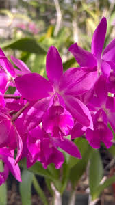 Image result for Habenaria arianae