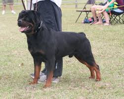 We have provided many wonderful puppies to many families all over texas and some in other states as arkansas, california, colorado, georgia, tennessee, new. Von Warterr Rottweilers German Rottweiler Breeder