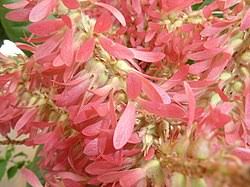 Image result for Triplaris americana