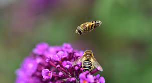 Several of them may hover in one spot, and they seem to be guarding something. Medium Wedge Spot Hover Fly Free Photo On Pixabay