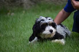 Their intended role is to be a wonderful pet that would fit into any. Maltichon Puppies For Sale In Michigan