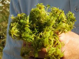 In the nursery, they are dug up, wrapped in a thick layer of moss and moistened, then packed in plastic wrap. What Is Sphagnum Peat Moss And Where Does It Come From Pro Mix Greenhouse Growing