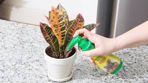 These colors are often combined in patterns involving blotching and striping, and sometimes the color changes as the plant ages. How To Plant Grow Croton Houseplants Miracle Gro