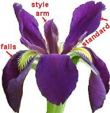 Find over 100+ of the best free iris flower images. Iris Flowers