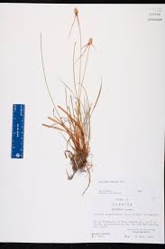 Image result for Kyllinga odorata
