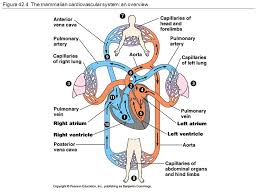 The capillaries connect the two types of blood vessel and molecules are exchanged between the blood and the cells across their walls. Topic 6 6 2 Transport System Draw And Label A Diagram Of The Heart Showing The Four Chambers Associated Blood Vessels Valves And Route Of Blood Through Ppt Download