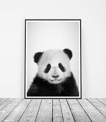 Large Black And White Animal Prints Baby Panda Print Panda Art Boy Nursery Decor Black And White Nursery Print Boy Panda Gift Panda Bear Print Boys Room Print Nursery Wall Art Boy Nursery Animal Prints Panda Bear