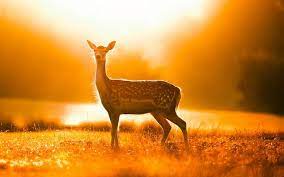 Majestic Animals Animal Photography Kindness To Animals