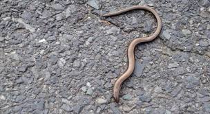 Blindschleiche auf der hohen wand #blindschleiche #hohewand ich habe auf der heutigen klettertour 2 blindschleichen und 1. Die Blindschleiche Beliebter Schneckenjager Im Garten Altes Gartenwissen De