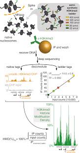 The histone modification signals can be captured by chromatin immunoprecipitation (chip), in which an antibody is used to enrich dna fragments from modification sites. Calibrating Chip Seq With Nucleosomal Internal Standards To Measure Histone Modification Density Genome Wide Semantic Scholar