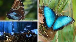 Mariposa Azul Morpho Especies En Peligro Significado Tatuaje