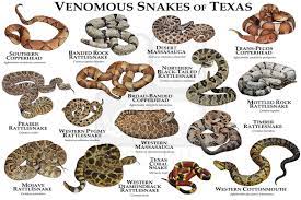 Pin By Dj On Snake In 2021 Snake Venom Texas Art Types Of Snake