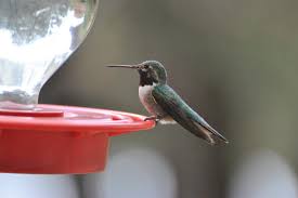 Store any leftovers in refrigerator for 2 weeks. Where Is The Best Place To Put A Hummingbird Feeder Hgtv