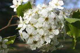 900 x 900 jpeg 239kb. Bradford Pear Wildly Sprouting Thorny Bushes Walter Reeves The Georgia Gardener
