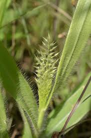 Image result for Arundinella nepalensis