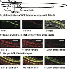 What is the most harmful result of prolonged depolarization at the venom of black widow spiders exerts its deadly effect by causing an explosive release of. Latrotoxin Receptor Signaling Engages The Unc 13 Dependent Vesicle Priming Pathway In C Elegans Current Biology