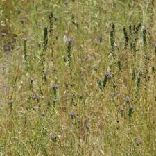 Image result for Buchnera capitata