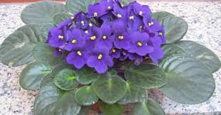 Image result for Gesneriaceae