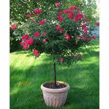 We did not find results for: 9 Tree Roses Ideas Rose Trees Rose Flowers