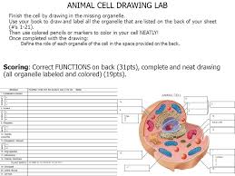 Draw a plant cell and label the parts which. Cell Drawing Complete The Structure Function Table Then Label All The Parts Inside The Cell 50pts 31pts Structures Functions 19pts Accurate Cell Ppt Download