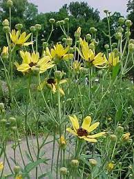 Pin On Just Plants And A Few Pests