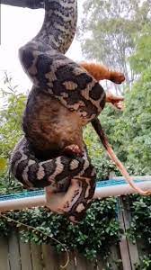 Python Eating Possum Upside-down on Gutter! | Python Eating Possum  Upside-down on Gutter! How crazy is this! As the weather warms up snakes  will be on the move looking for a mate