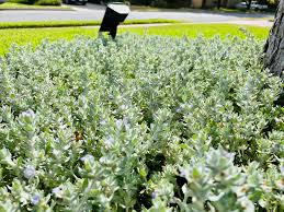 Image result for Stemodia serrata