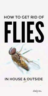 What can you do to control flies in your environment? Get Rid Of Flies Naturally In 2020 Get Rid Of Flies Fly Repellant Diy Homemade Fly Traps