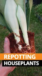 Follow our guide to caring for cacti in pots and ensuring gently remove the cactus from its pot and discard any topdressing. Repotting Houseplants Guide Our House Plants