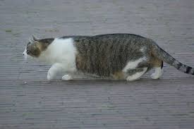 succesvol katten uit je tuin verjagen afschrikken of weglokken tuin en balkon katten tuin dieren