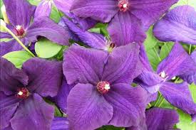 A new, healthy variety, bred in 1984 in a convent by the jesuit priest stefan franczak / poland. Photo Of The Bloom Of Clematis Clematis Viticella Polish Spirit Posted By Admin Garden Org