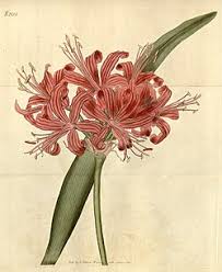 Image result for Nerine gaberonensis