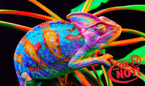 Or Not Chameleons Change Their Color To Match Their Surroundings Animals Chameleon Animal Behavior